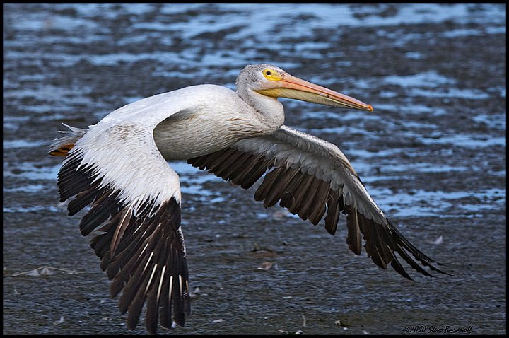_0SB3246 american white pelican.jpg